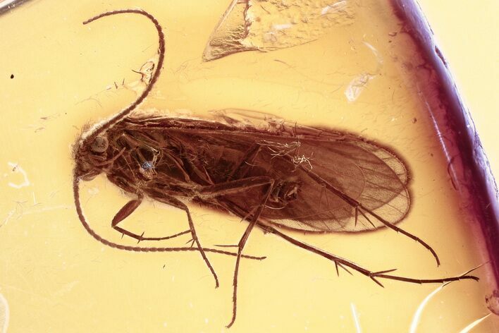 Detailed Fossil Caddisfly (Trichoptera) In Baltic Amber #352809
